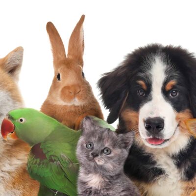 Groepshealing Dieren