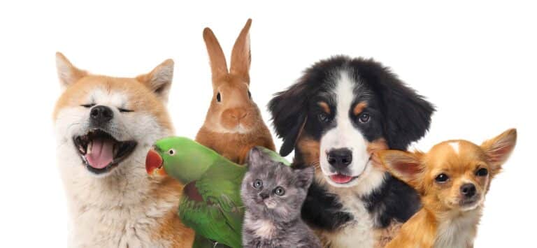 Groepshealing Dieren
