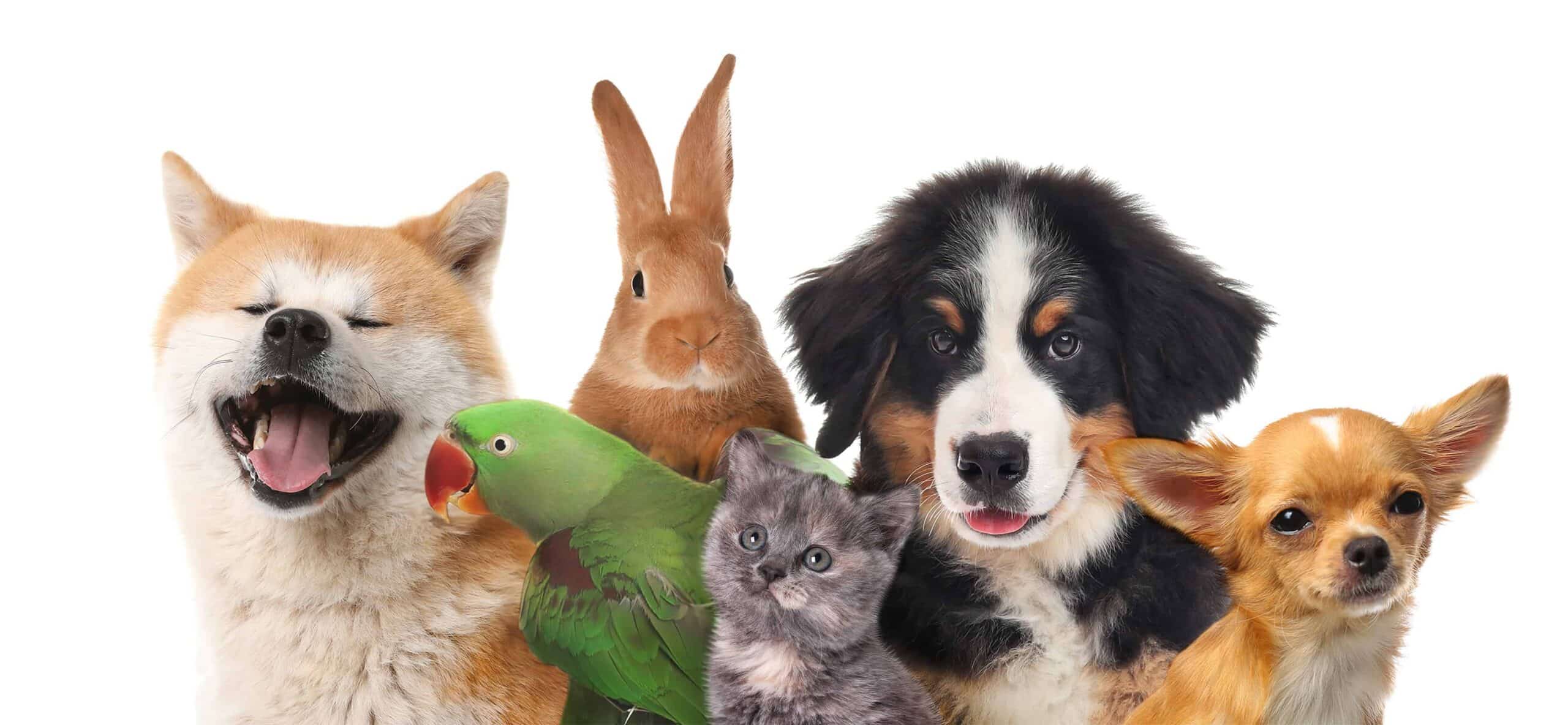 Groepshealing Dieren