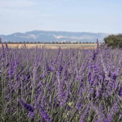 Training Energetische Hygiëne Basisniveau​ 8, 9 en 10 mei 2026