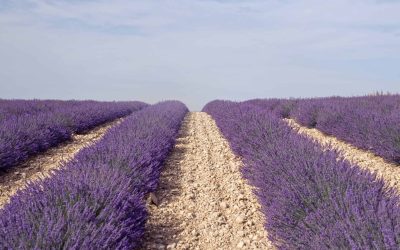 Styled Stock Society Lavender Fields 4